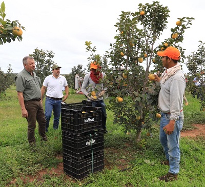 Minister of agriculture visiting Paraguay persimmon farm March 2023