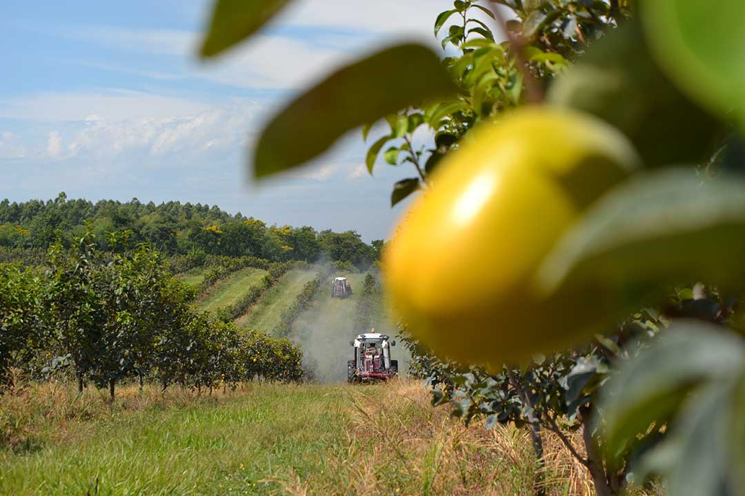 Persimmon fruit growing on farm with tractors in row between trees