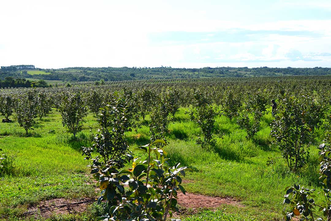 Persimmon trees growing on our farm in Paraguay