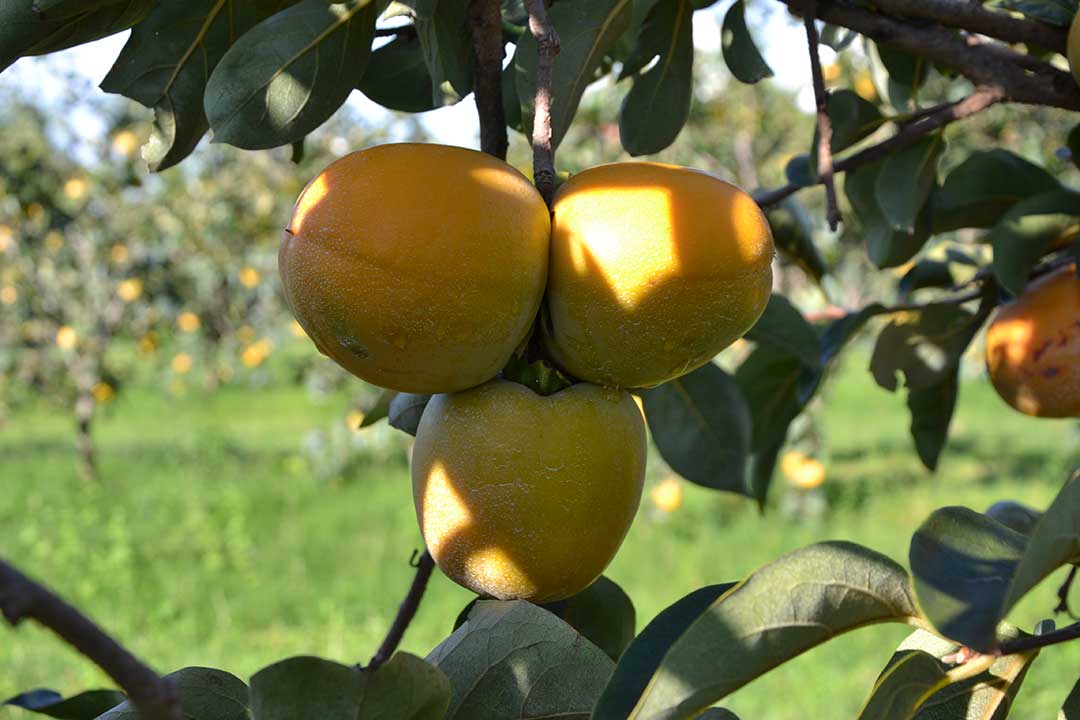 Close up of ripe persimmon fruit growing on tree on our farm