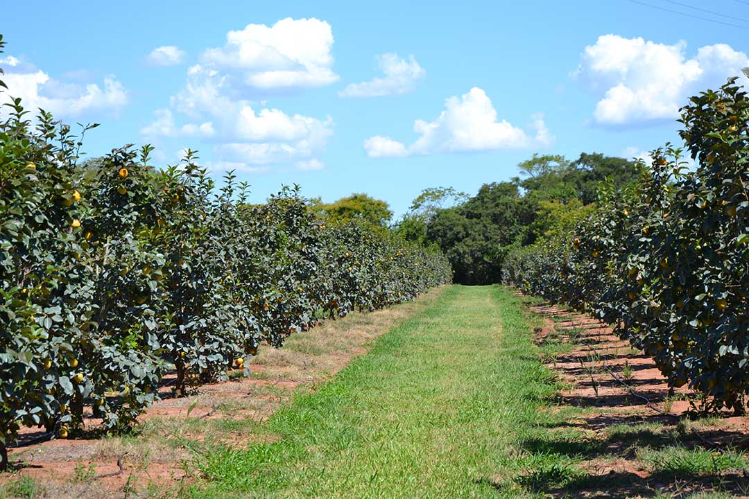 Row of persimmon trees with ripe, ready for harvest fruits