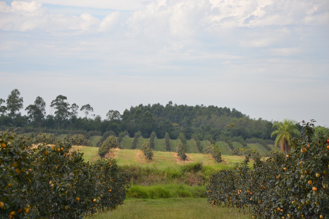 Paraguay persimmon farm with mature trees