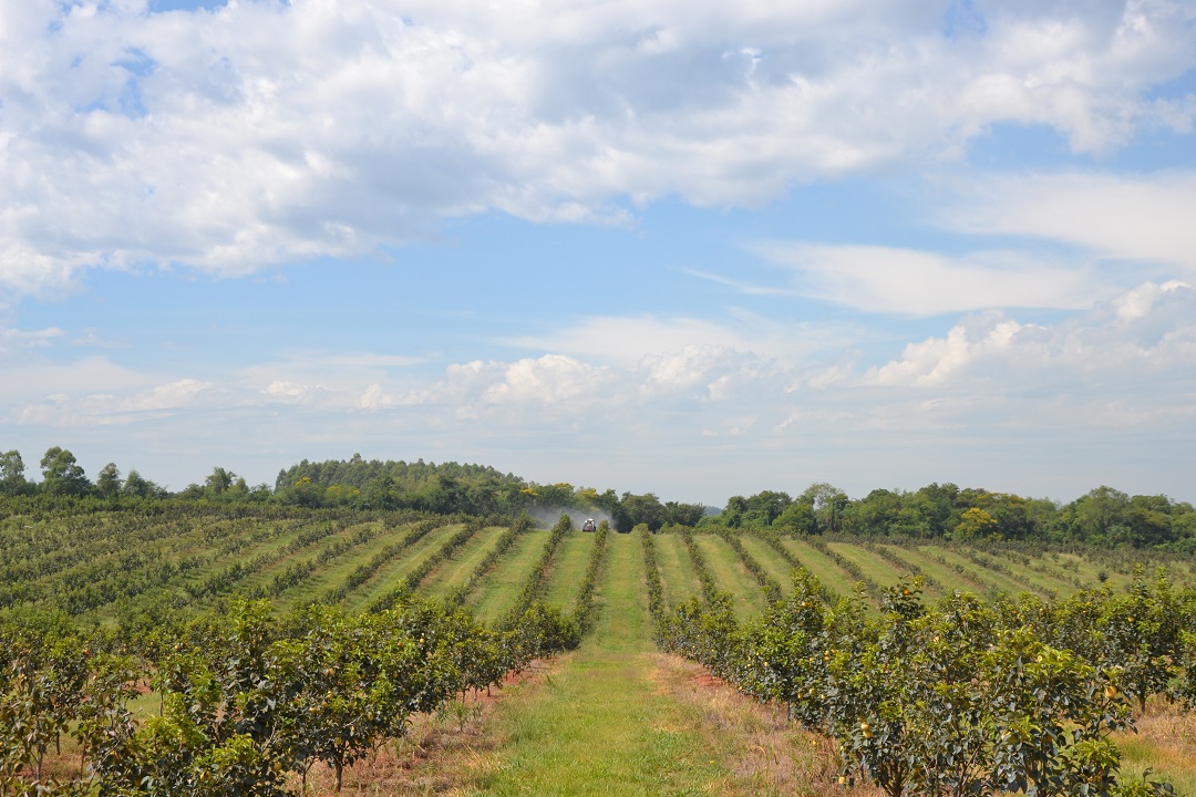 Persimmon farm in Paraguay with mature trees and tractor