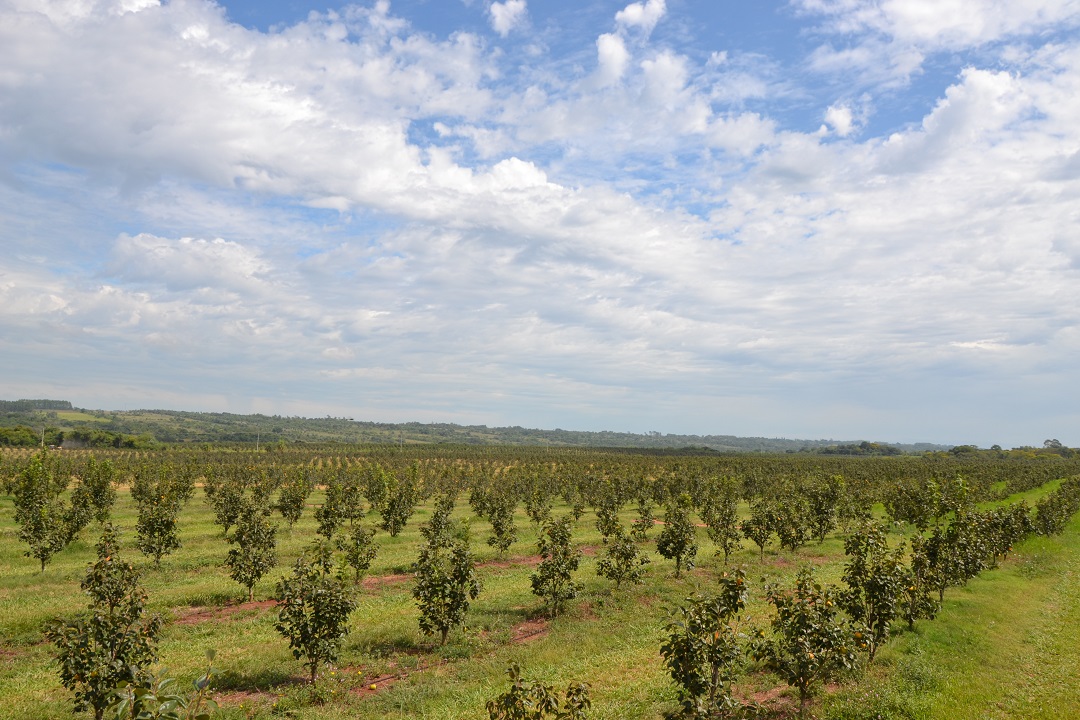 Panoramic view of Paraguay persimmon farm