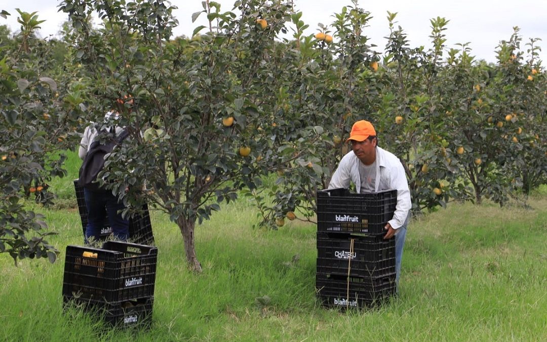 Harvesting in progress on persimmon farm in Paraguay