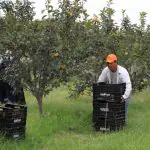 Harvesting in progress on persimmon farm in Paraguay