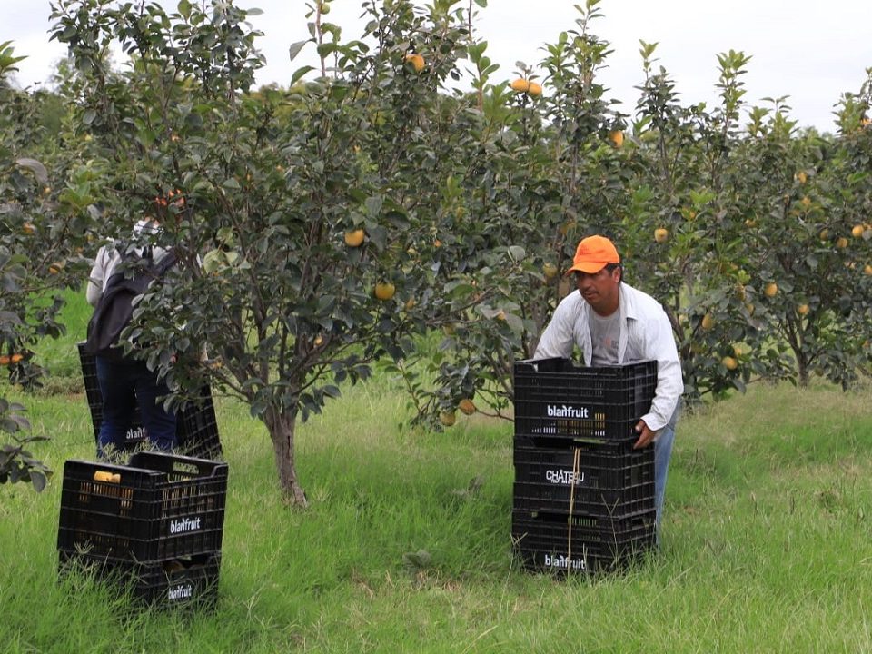 Harvesting in progress on persimmon farm in Paraguay