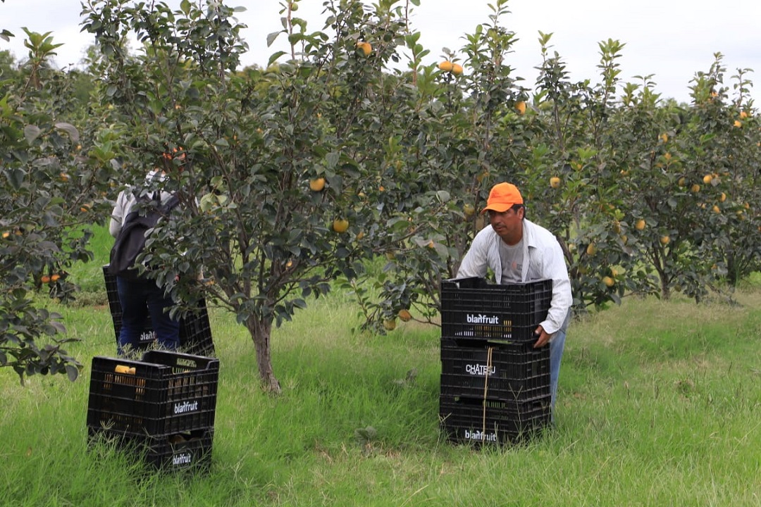 Harvesting in progress on persimmon farm in Paraguay