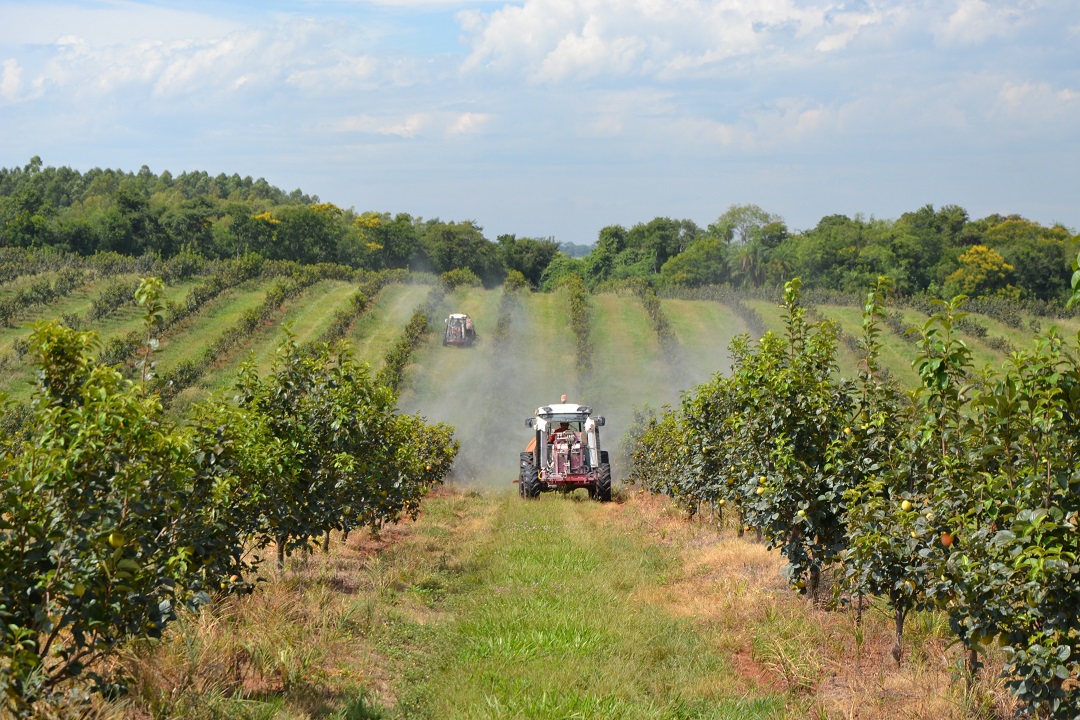 Tractors spraying persimmon trees on farm