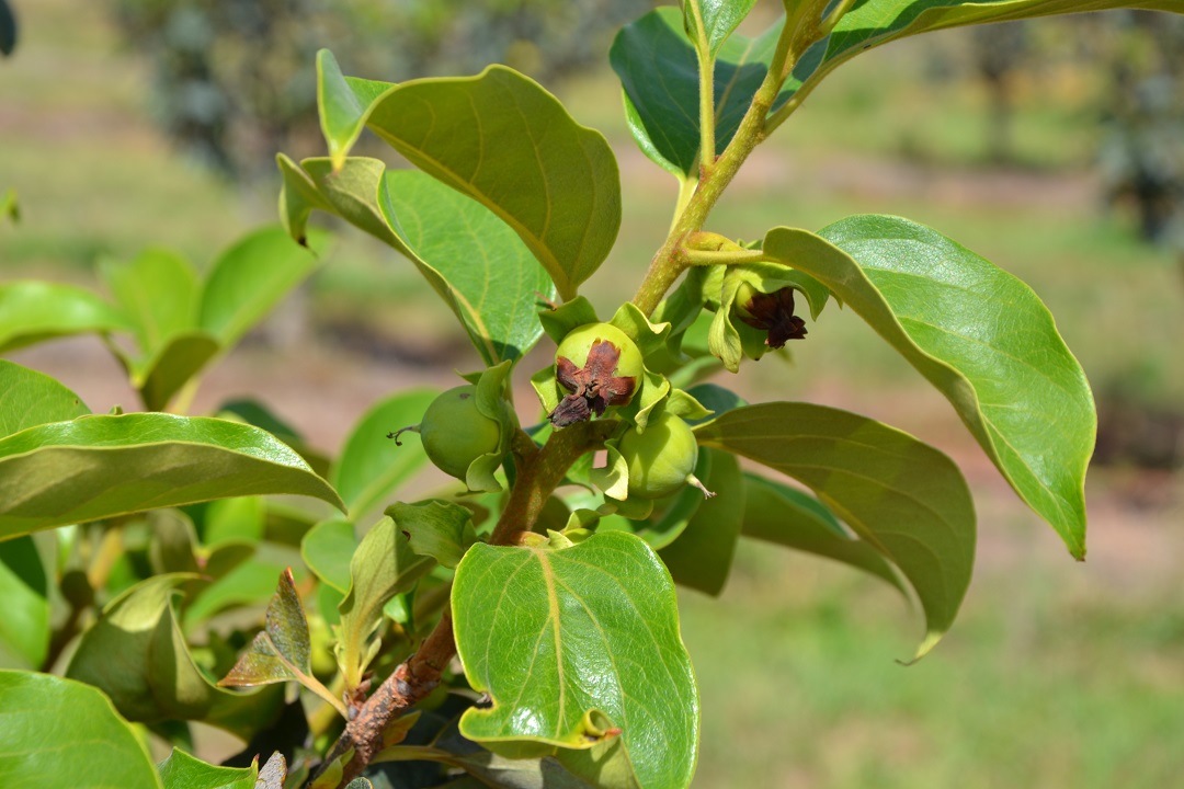 Persimmon fruit flower