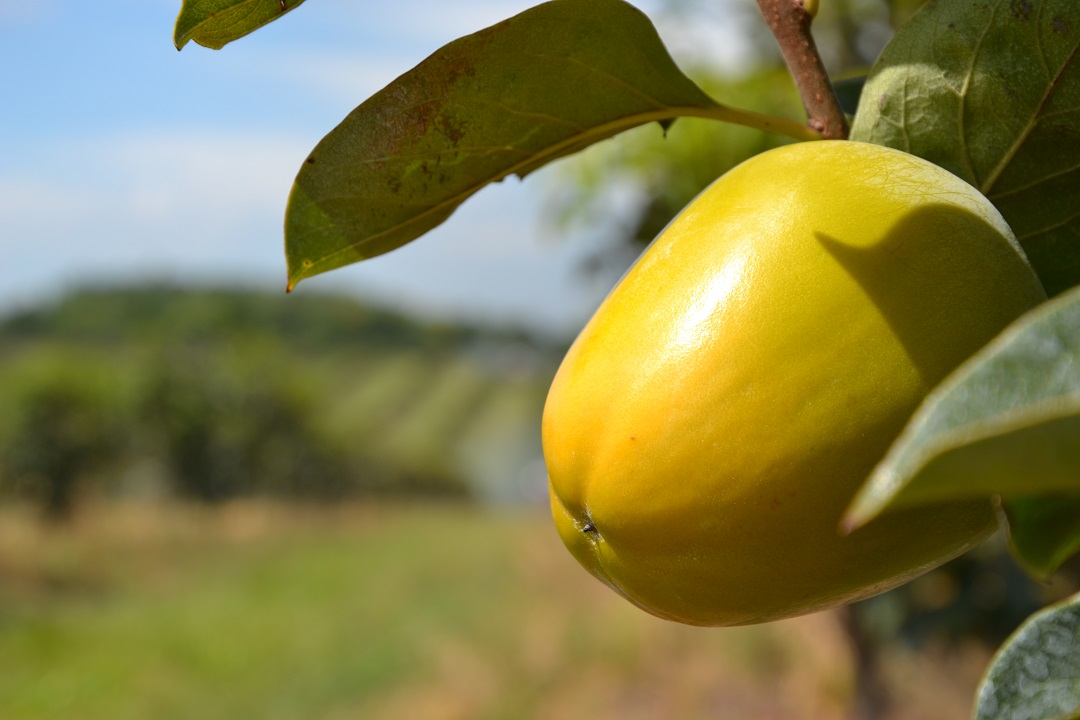 Persimmon fruit maturing on tree