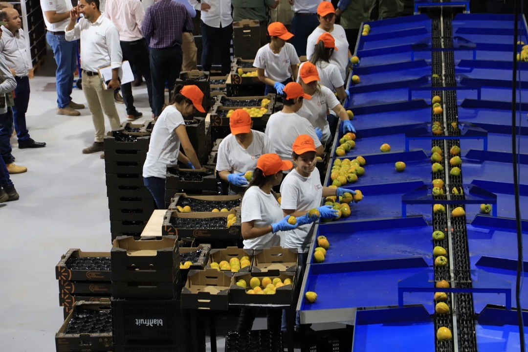 Persimmon fruits being sorted in packhouse