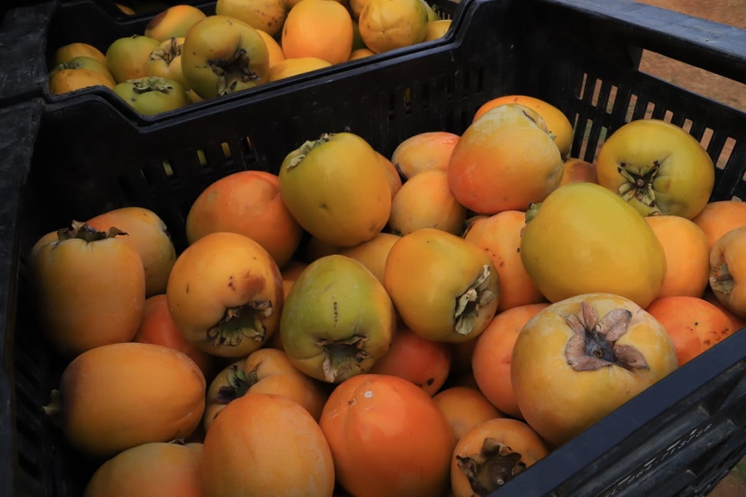 Ripe harvested persimmon fruits in box