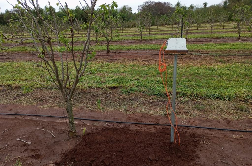 Humidity probe installed on our persimmon farm in Paraguay