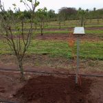 Humidity probe installed on our persimmon farm in Paraguay