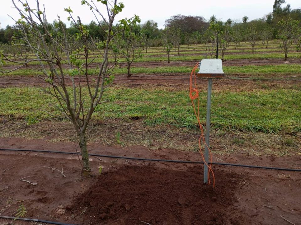 Humidity probe installed on our persimmon farm in Paraguay