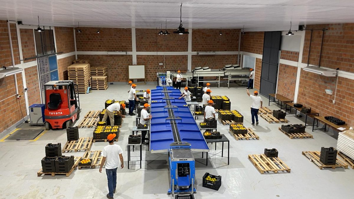 Frutas del Paraguay packing preparation March 2024