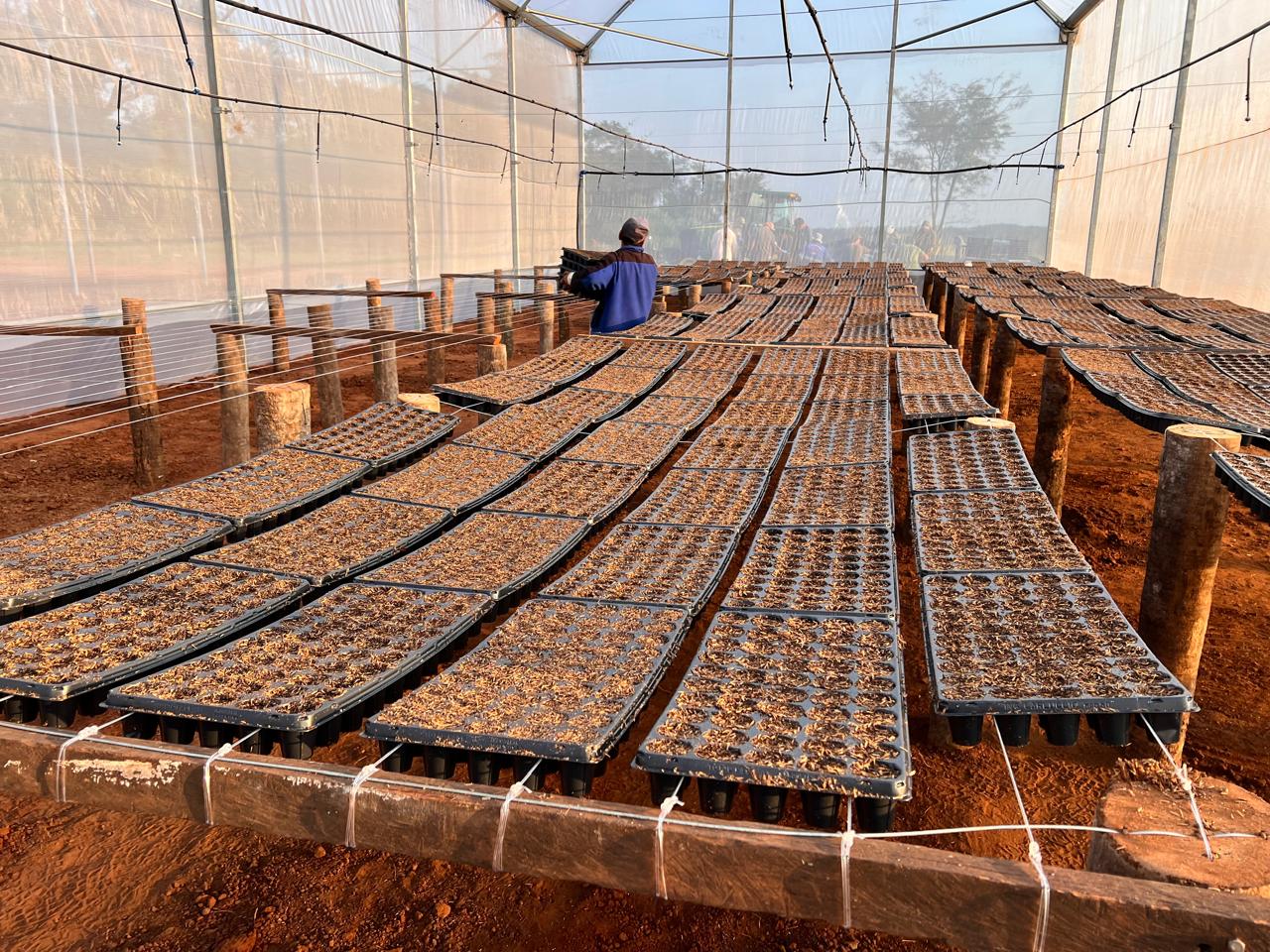 Persimmon Nursery Paraguay Farm 2024