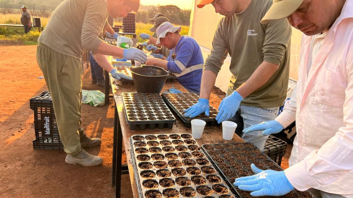 Persimmon Nursery Paraguay Farm 2024