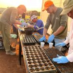 Persimmon Nursery Paraguay Farm 2024