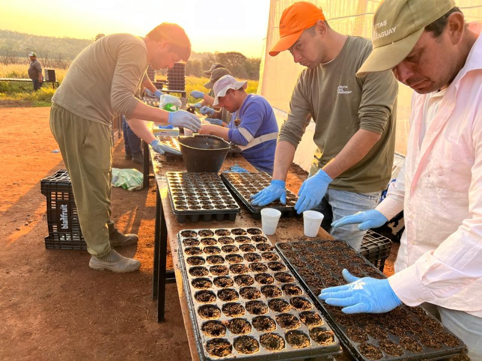 Persimmon Nursery Paraguay Farm 2024