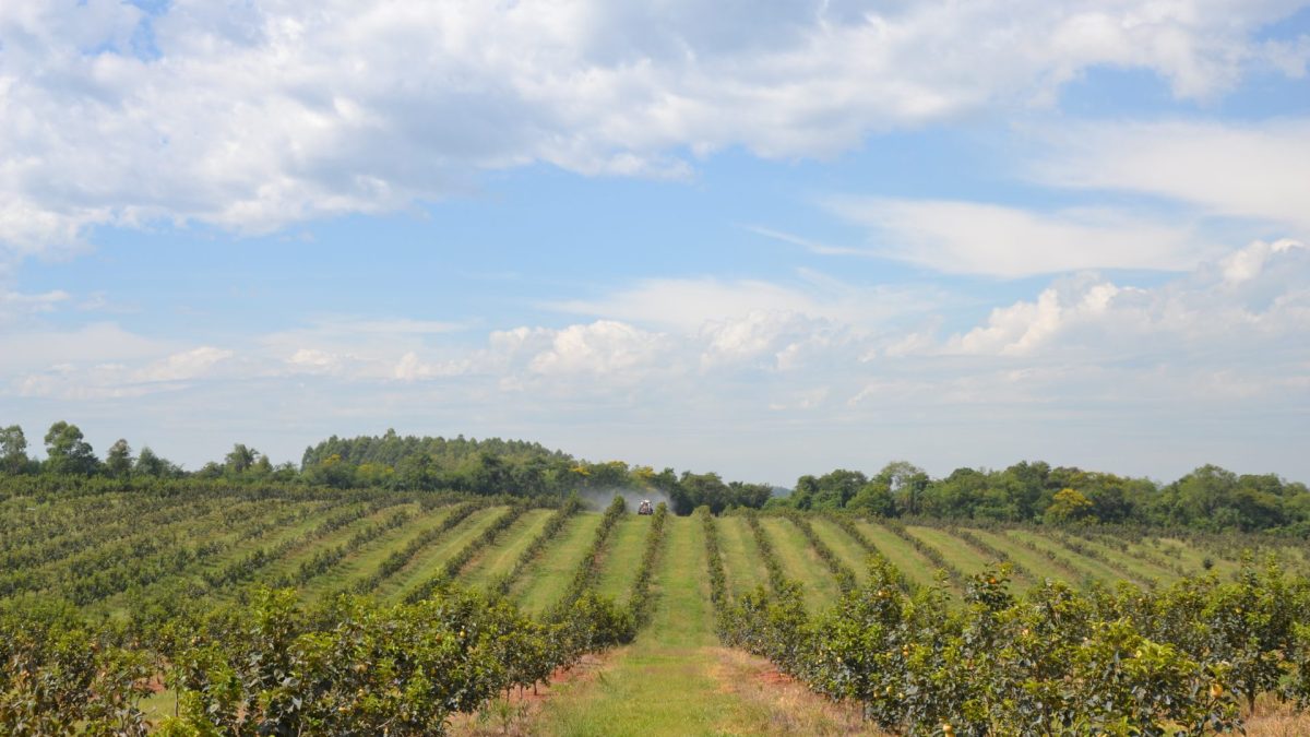 Persimmon Farm Paraguay