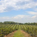 Persimmon Farm Paraguay