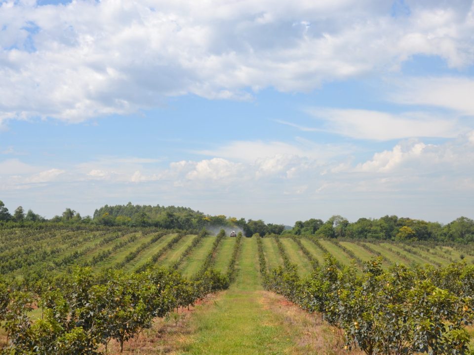 Persimmon Farm Paraguay