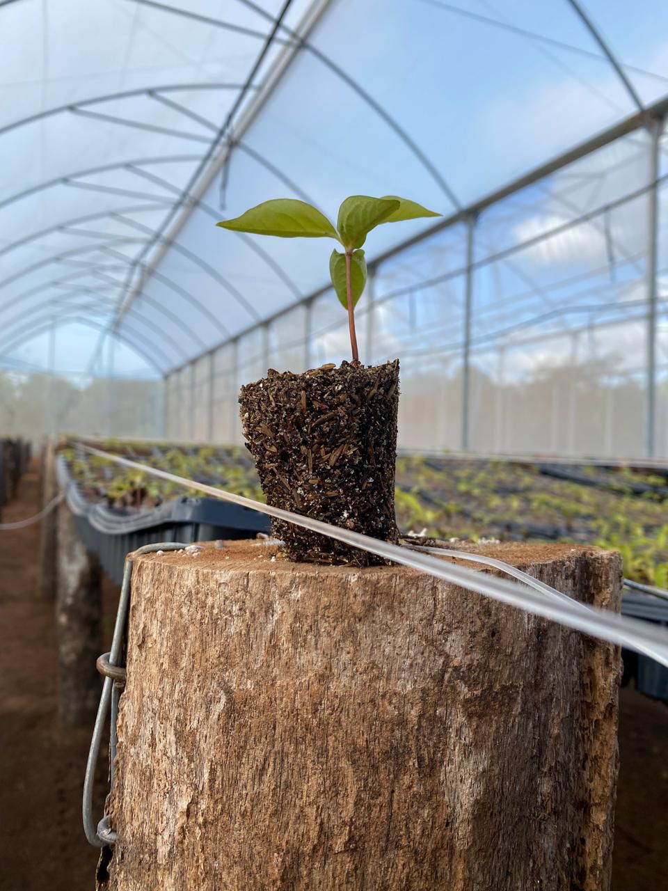 Persimmon Nursery Paraguay Farm October 2024