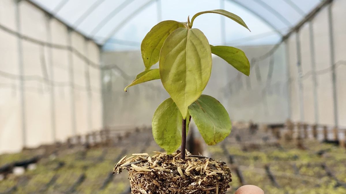 Persimmon Nursery Paraguay Farm October 2024