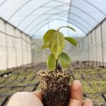 Persimmon Nursery Paraguay Farm October 2024