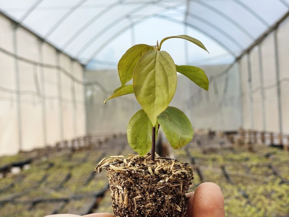 Persimmon Nursery Paraguay Farm October 2024