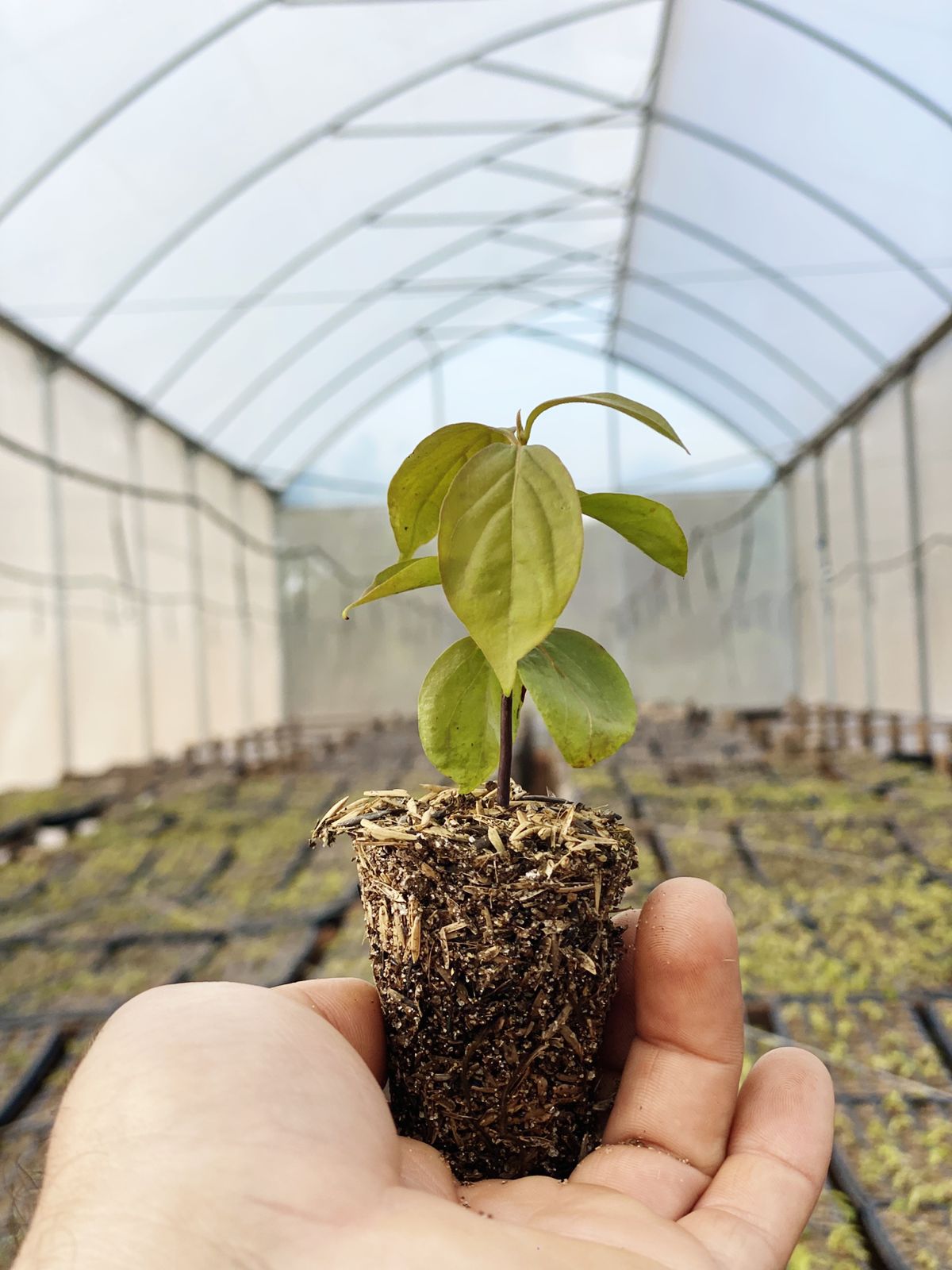 Persimmon Nursery Paraguay Farm October 2024