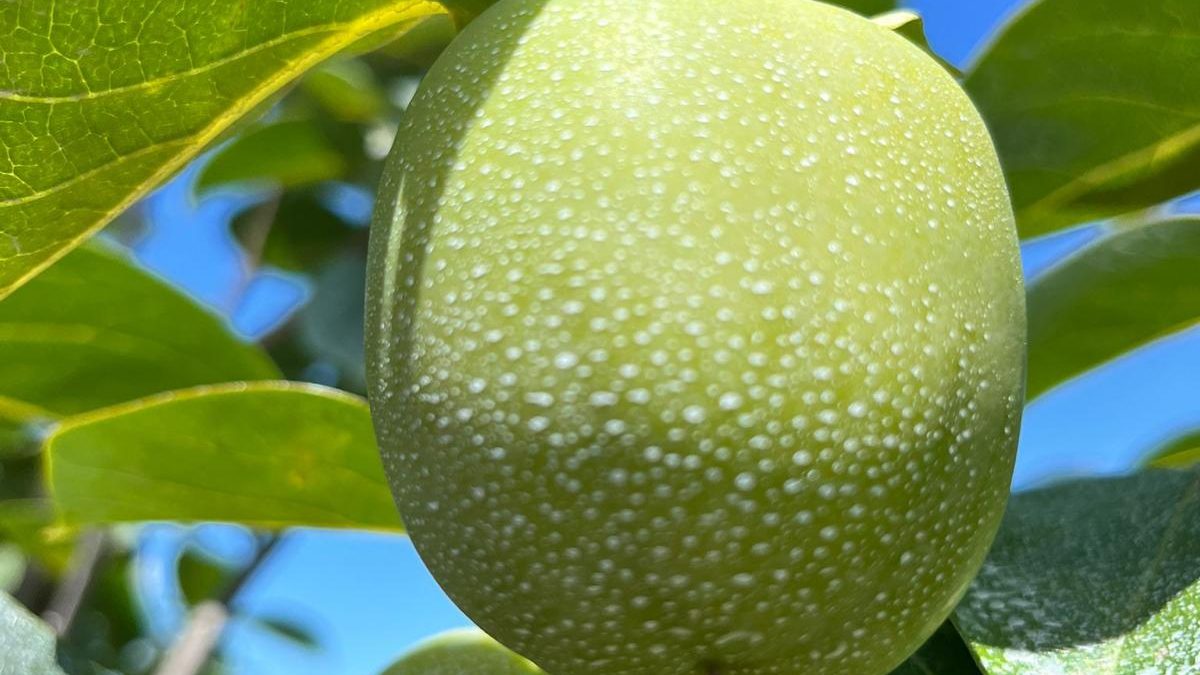 Calcium Carbonate coating to the persimmon fruits