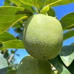 Calcium Carbonate coating to the persimmon fruits