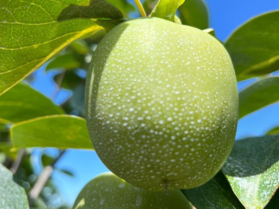 Calcium Carbonate coating to the persimmon fruits